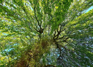 Bücher für eine grüne Welt: So machen sich unabhängige Verlage für Nachhaltigkeit stark. (Foto: Sabrina Nottmeier/Pixabay)