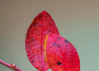 Laub ist ein Geruch … Wenn es im Herbst ganz poetisch wird. Laub ist ein Geruch, Edition Bildperlen. Foto: Willi Rolfes